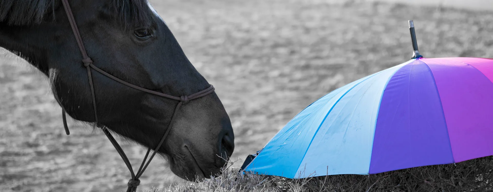 Dunkles Pferd mit Knotenhalfter frisst Heu neben einem bunten Regenschirm, Schwarzweiß mit Farbakzent