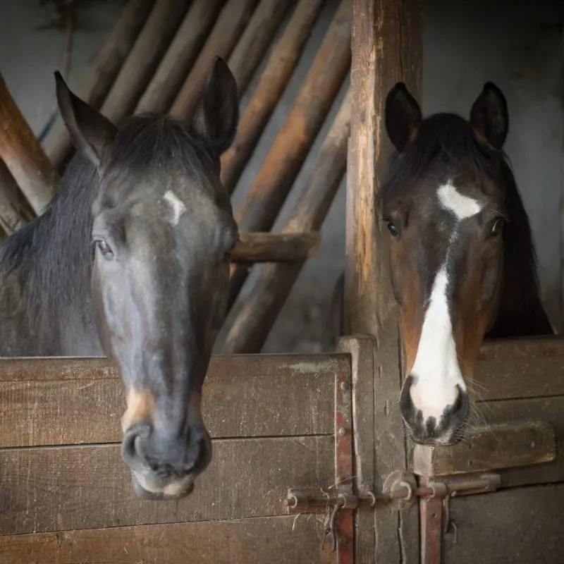Zwei Pferde schauen nebeneinander über die Holztüren ihrer Boxen im Stall, links dunkel, rechts Brauner mit Blesse