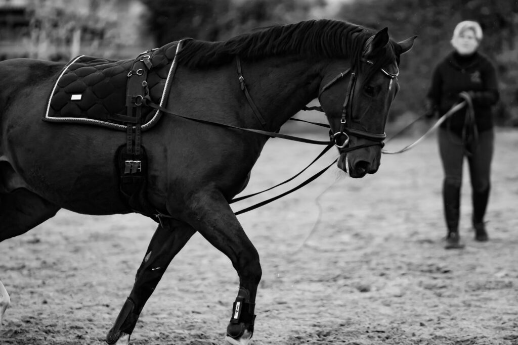 Foto von Pferd erstellt von Franz Paul Podek Photography