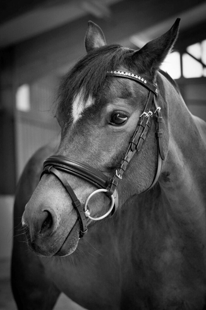 Franz Paul Podek Photography