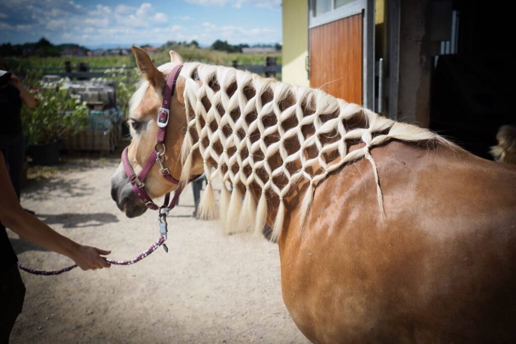 Pferdefotograf Franz Paul Podek