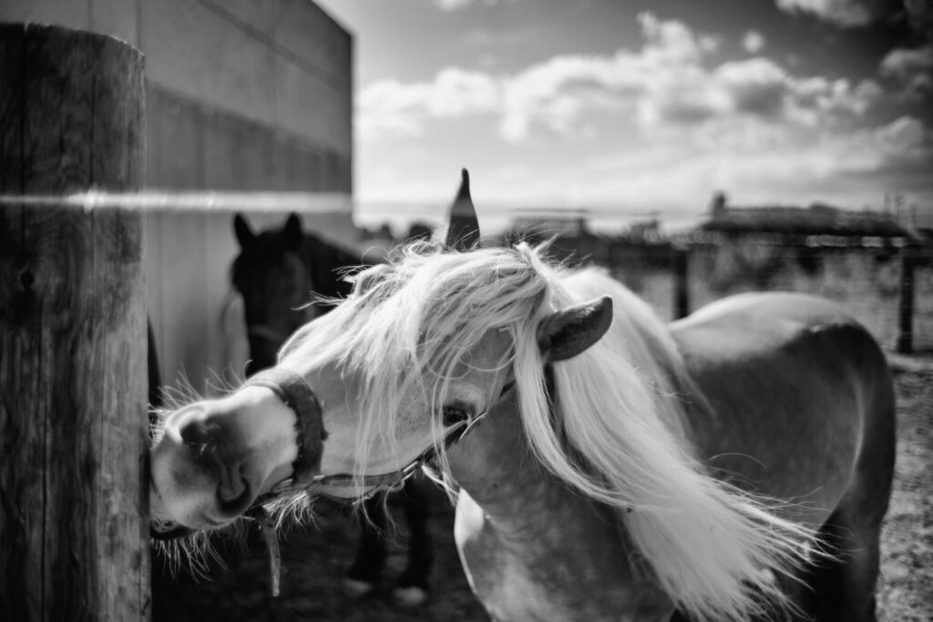 Foto von Pferd in schwarz weiß erstellt von Franz Paul Podek Photography