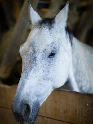 Alexandra Nastl 6 Weißes Pferd Testimonial Pferdeliebe Fotografie