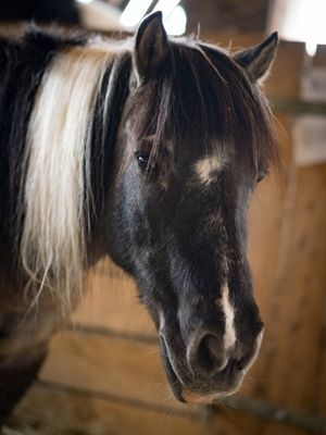 Bine Koller 4 Schwarzes Pferd Testimonial Pferdeliebe Fotografie