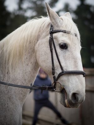 Sandra Krämer 3 Weißes Pferd Testimonial Pferdeliebe Fotografie