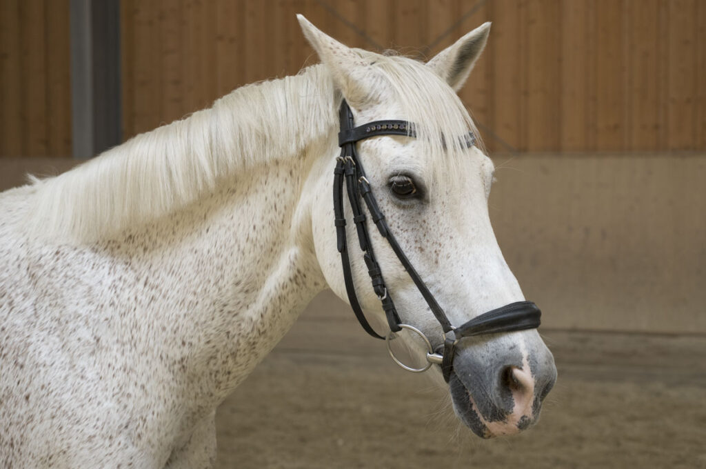 Franz Paul Podek Photography 2023 07 09 12 47 36 L1000683