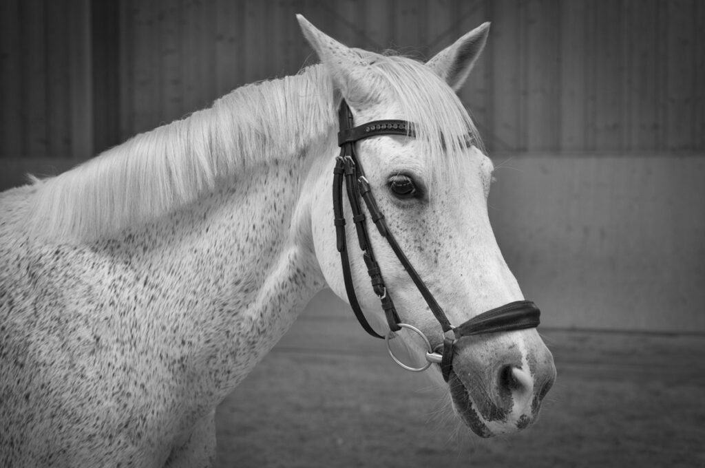 Franz Paul Podek Photography 2023 07 09 12 47 36 L1000683 Bearbeitet