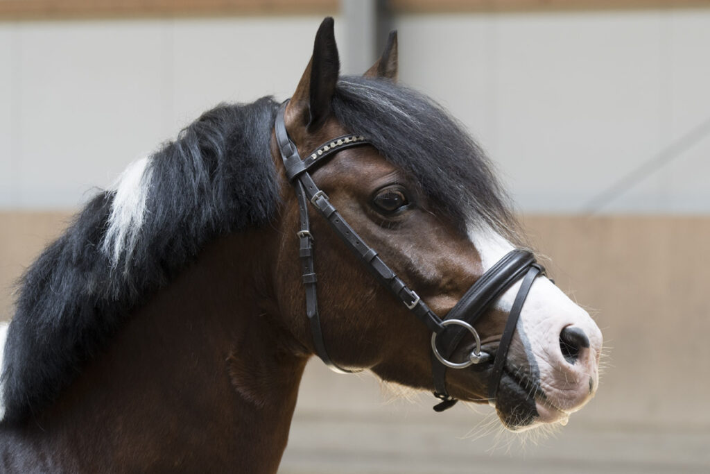 Franz Paul Podek Photography 2023 07 09 14 03 05 DSC3053