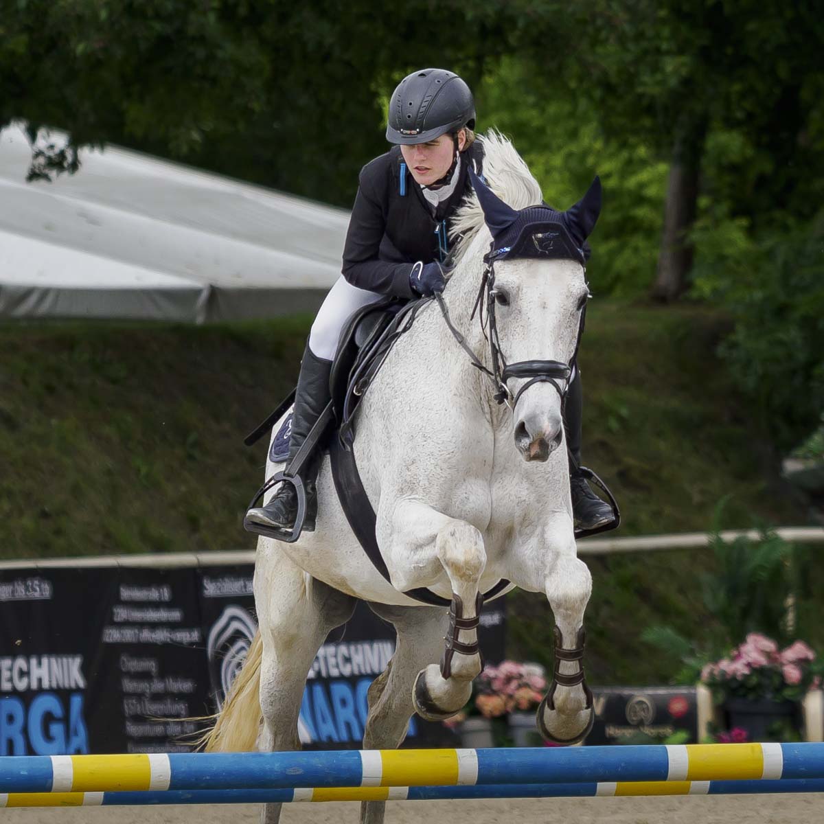 Mein Portfolio 3 Pferd