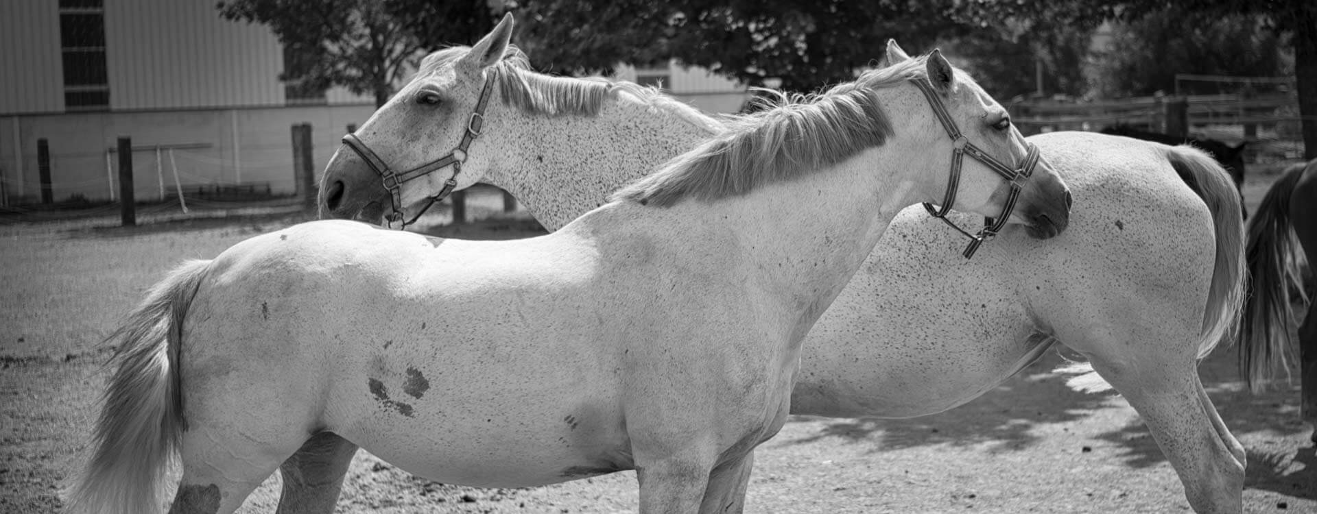 Pferdefotografie 63 fotograf fuer pferde10