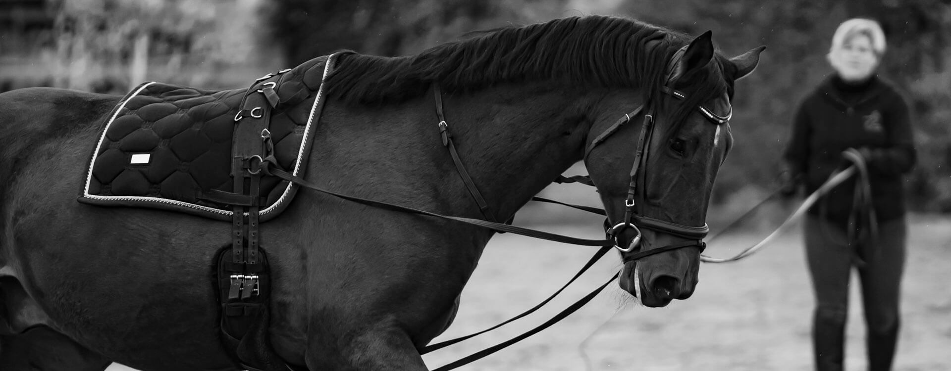 Pferdefotografie 55 fotograf fuer pferde2