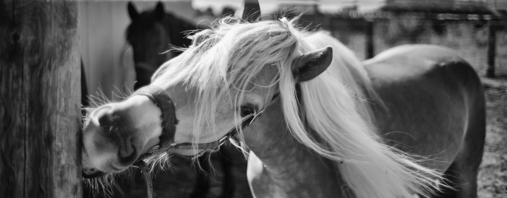 Pferdefotografie 59 fotograf fuer pferde6