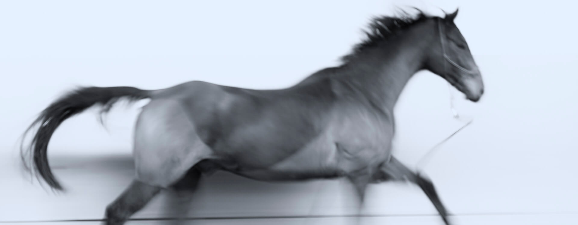 Pferdefotografie 62 fotograf fuer pferde9